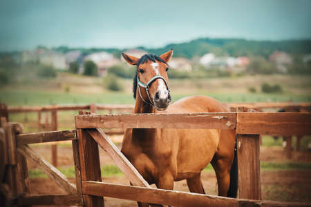 A beautiful bay horse stands in a paddock with a wooden fence on a farm, and against the background...