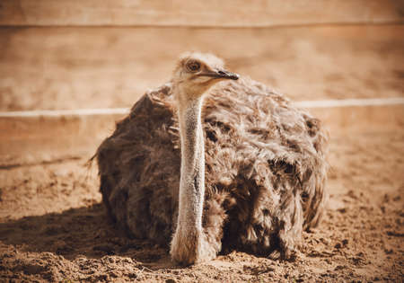 A wild ostrich with a long neck and brown plumage lies on the sand in a paddock at the zoo. Wild African birds.の写真素材