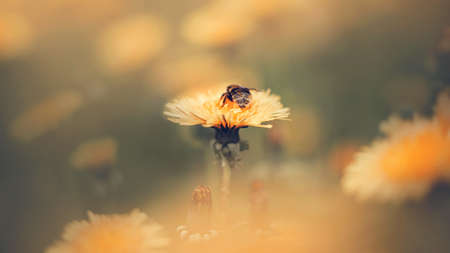 A cute fluffy striped bumblebee sits on a yellow dandelion and collects pollen for honey on a summer...
