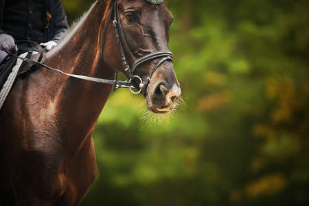Portrait of a beautiful bay horse with a rider in the saddle on a summer day against the background...
