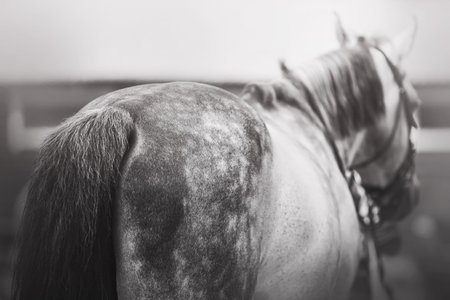 A black-and-white image of a dappled gray unsaddled horse with a fluffy tail. Livestock. Equestrian life.の写真素材