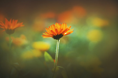 A delicate beautiful fragrant calendula flower blooms among the green grass on a summer day illuminated by sunlight. Nature and medicinal herbs.の写真素材