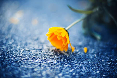 A delicate beautiful calendula flower with yellow petals bent over the asphalt, dropping petals. Medicinal flowers and herbs. Nature.の写真素材
