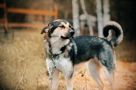 A cute faithful mongrel guard dog with a chain around his neck stands in the courtyard in the village on an autumn day. A pet.の写真素材