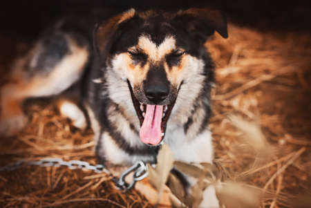 A cute beautiful mongrel guard dog on a chain lies on the hay and yawns sweetly on an autumn day. A pet.の写真素材