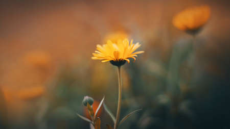 A beautiful calendula flower with yellow petals blooms on a long stem in the garden. Nature and medicinal plants.の写真素材