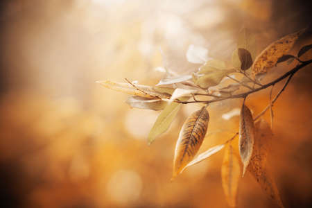 The leaves on the thin branches of the trees were red, illuminated by sunlight on a September day. Nature in autumn.の写真素材