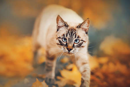 Portrait of a beautiful Thai tabby cat with blue eyes, who walks on an autumn day among fallen yellow maple leaves. Nature in September. A pet.の写真素材