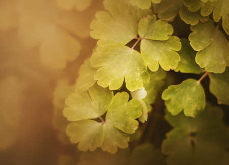 Top view of the lush green leaves of plants growing in the garden and illuminated by sunlight on a summer day. Nature.の写真素材