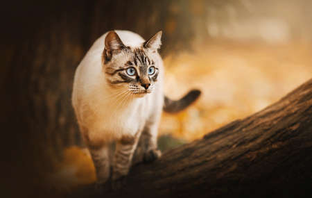 A beautiful tabby Thai cat with blue eyes stands on a thick tree trunk on a warm autumn day. A pet on a walk in September.の写真素材