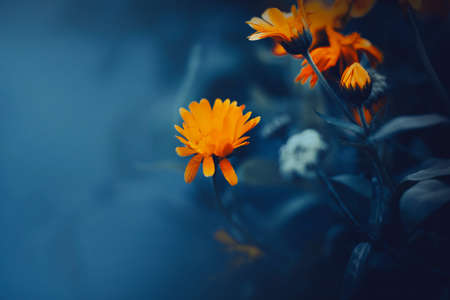 Bright orange fragrant beautiful calendula flowers bloom among the dark leaves in the summer twilight. Medicinal plants.の写真素材