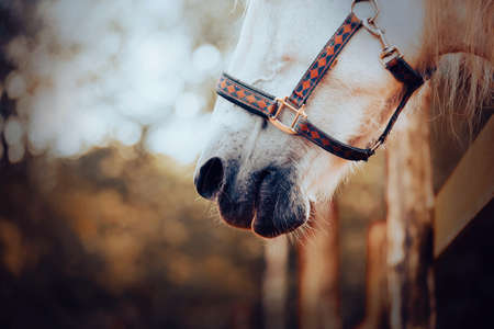 Portrait of a gray horse with a halter on its muzzle standing in a paddock on a farm on a bright morning. Agriculture and livestock. The horse's nose.の写真素材