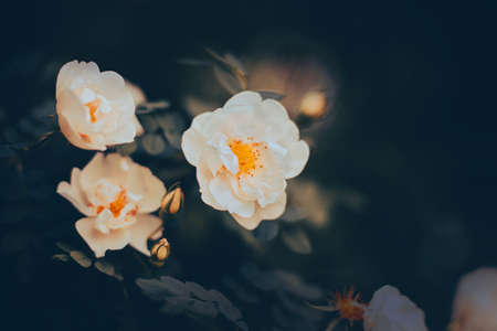 A beautiful fragrant white rose with delicate petals blooms on a bush with dark leaves on a summer night. Nature.の写真素材