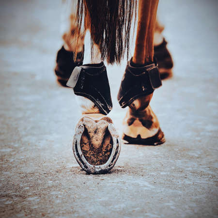 A rear view of a sorrel horse with a dark tail walking along a dusty road, stepping on it with shod hooves. Metal horseshoe close-up.の写真素材