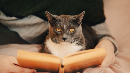 A cute gray house cat lies with its owner on a soft bed while reading an old interesting book. Rest and spending time together with a pet. Self-development.の写真素材