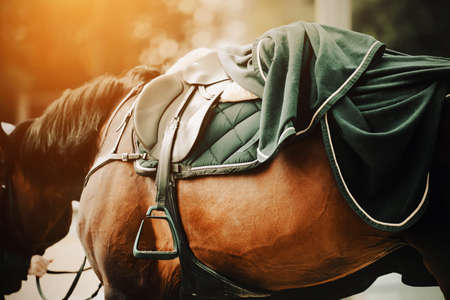 A bay horse with a dark mane is dressed in a leather saddle with a stirrup, a blue saddlecloth and a warm blanket and is illuminated by sunlight. Equestrian ammunition and sports. Equestrian life.の写真素材
