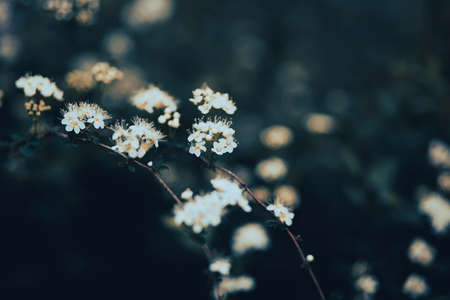 At dusk, delicate white beautiful flowers bloom on a bush with dark leaves in spring. Nature.の写真素材