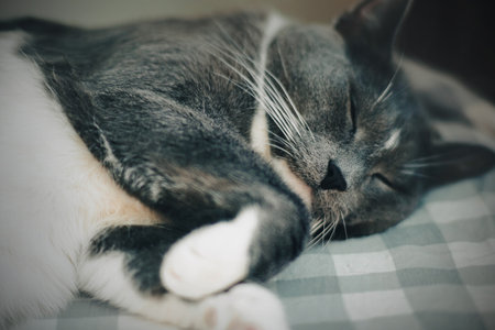 A cute gray lazy house cat is lying on a bed with a checkered sheet and sleeping sweetly. A pet in the early morning.の写真素材