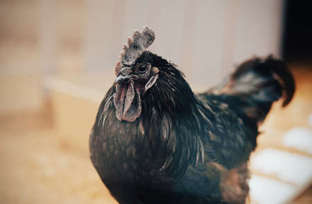A beautiful unusual proud domestic cock with black plumage lives on a farm. Domestic birds in the backyard in the village. Agricultural industry.の写真素材