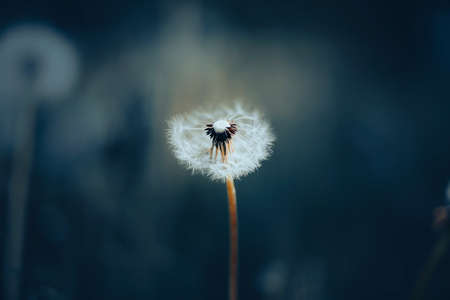 A lonely fluffy white dandelion flower grows on a thin stem among dark grasses in a meadow. Nature in summer.の写真素材