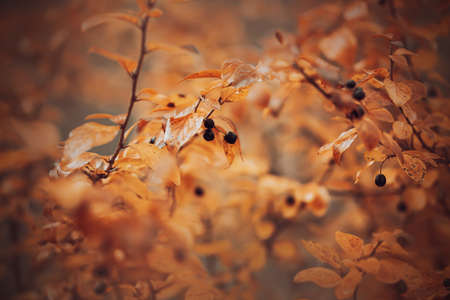 On a bush with yellowed leaves, black cotoneaster berries ripened on an autumn day. Berry harvest....