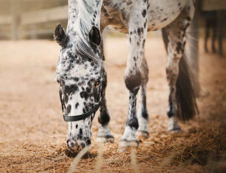 A beautiful dappled gray horse is grazing in a paddock on a farm, eating dry hay. Agricultural industry. Feeding livestock. Equestrian life.の写真素材