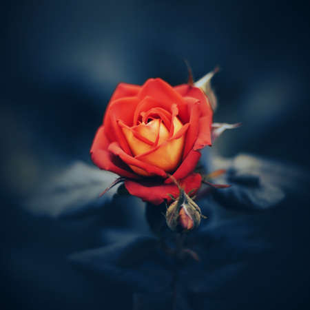 A beautiful fragrant bright red rose blooms among dark leaves in the evening twilight of summer. Passion and romance. Nature.の写真素材