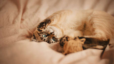 Cute tabby Thai kitten is having fun playing with a ball of wool, lying on a soft bed with a striped...