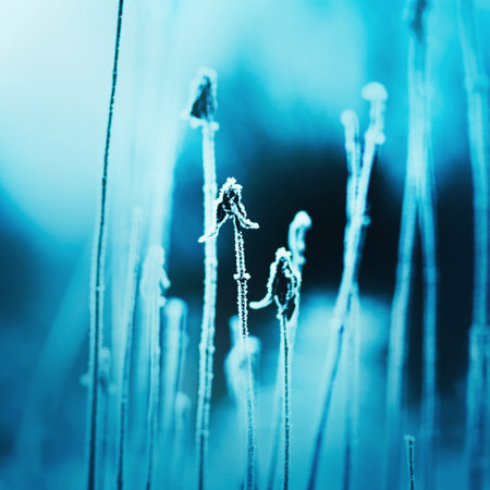 Thin stems of plants and tall grass are covered with white frost on a cold frosty bright winter day. Nature in January.の写真素材