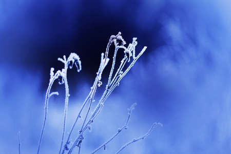 Withered flowers on long thin stems covered with white frost on a cold frosty January day. Frozen nature in winter.の写真素材