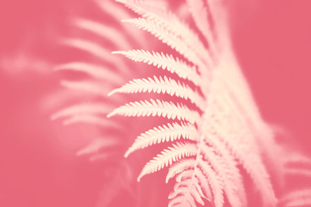 White fern leaves on a bright pink background. Drugs and hallucinations. The photo is in the negative. Narcotic trip.の写真素材