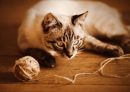 Cute beautiful tabby domestic kitten is playing on the wooden floor with a ball of wool, illuminated by bright sunlight. A pet and household items. Needlework.の写真素材
