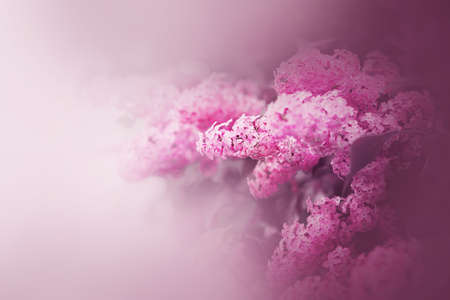 Delicate pink fragrant beautiful lilac flowers bloom on a light spring foggy morning. Romance and tenderness. Nature in May.の写真素材