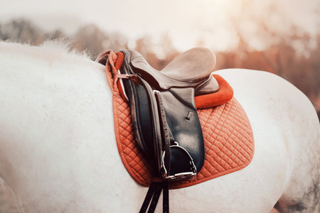 The dappled gray horse is dressed in a red saddlecloth, a leather black saddle and an elegant stirrup on a sunny beautiful evening. Horse ammunition. Equestrian sports. Horse riding.の写真素材