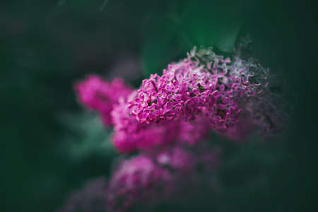 Pink fragrant delicate lilac flowers bloom among the dark green foliage of the shrub on a spring day. Nature in May. Romance.の写真素材