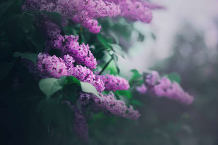 Delicate fragrant beautiful pink lilac flowers bloom among the green leaves on the bush on a spring day. Nature and romance.の写真素材