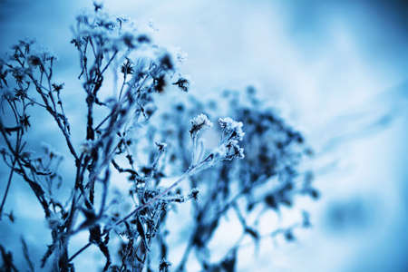 Delicate flowers froze and covered with frost in the field on a cold winter day. Nature in January.の写真素材