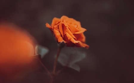 A bright, beautiful fragrant rose blooms on a thin stem in the evening twilight. Romance and passion. Nature.の写真素材