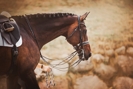 Portrait of a beautiful bay horse with a braided mane, which the rider leads by a lead rope behind him. Walking with a horse. Equestrian sports.の写真素材