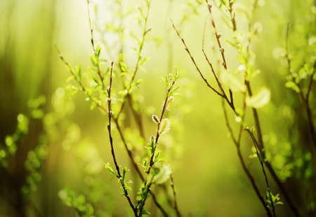 Young green leaves grow on the thin branches of the bushes and fragrant willow flowers bloom on a sunny, fresh spring day. Nature comes to life in spring.の写真素材