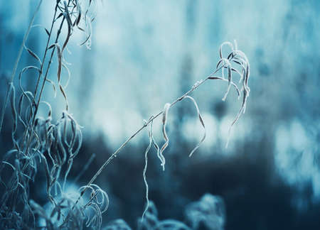 Thin curved ears of grass froze and covered with white frost on a cold frosty January day. Nature and flora in winter. Morning frosts.の写真素材