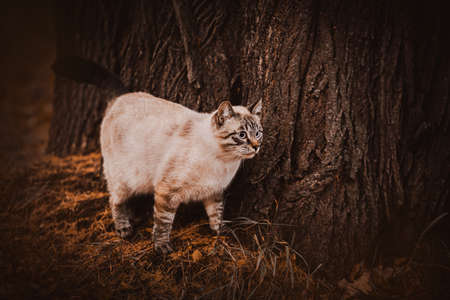 Cute tabby Thai cat walks near the thick trunk of an old oak tree in the park on an autumn evening. A walk of a pet in nature.の写真素材