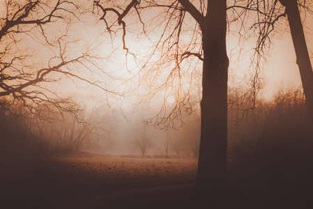 A beautiful misty landscape of old trees growing in a grove in the forest on a November evening. A mysterious forest in twilight time. Silhouettes of tree crowns without leaves. Halloween.の写真素材