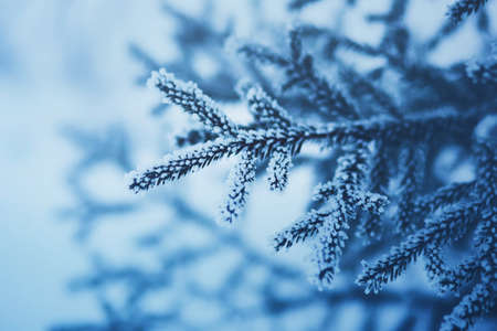 The lush branches of the spruce are covered with white snow and frost on a frosty cold winter day. The nature of the forest on a January day. Christmas tree. Taiga.の写真素材