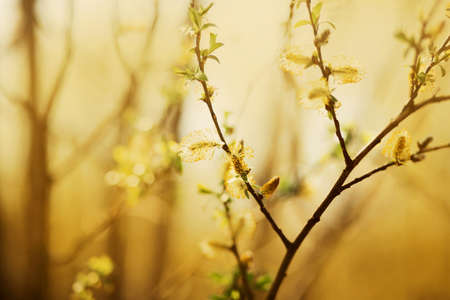 On a warm sunny spring day, fragrant fluffy willow flowers bloom on thin branches. Nature in May. In spring, nature comes to life.の写真素材