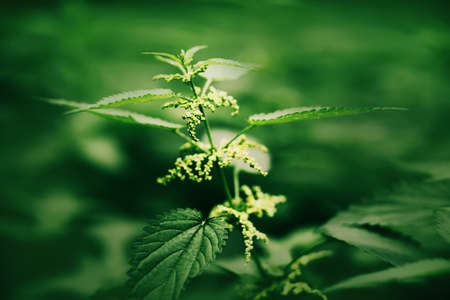 Nettles with green leaves grow among the thickets of green grass in the summer. Medicinal wild herbs.の写真素材