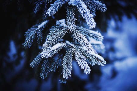 The lush branches of the spruce are covered with white snow in the winter in the forest. Christmas. Nature in January. Taiga.の写真素材