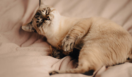 A cute cheerful tabby domestic cat lies on a soft bed with a striped blanket and happily plays with a ball of wool. A pet and toys.の写真素材