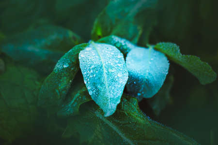 The grass leaves are covered with large drops of water, after a recent downpour on a summer day. Nature.の写真素材