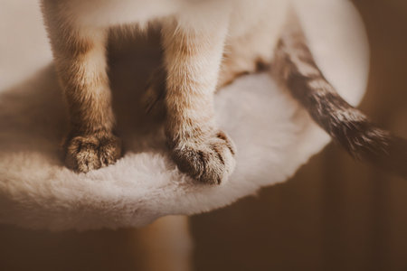 Cute tabby fluffy cat is sitting on the soft fluffy top of the scratching post at home. Beautiful paws of a pet.の写真素材